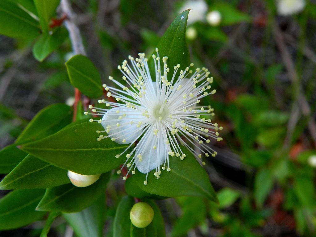 Myrtus communis